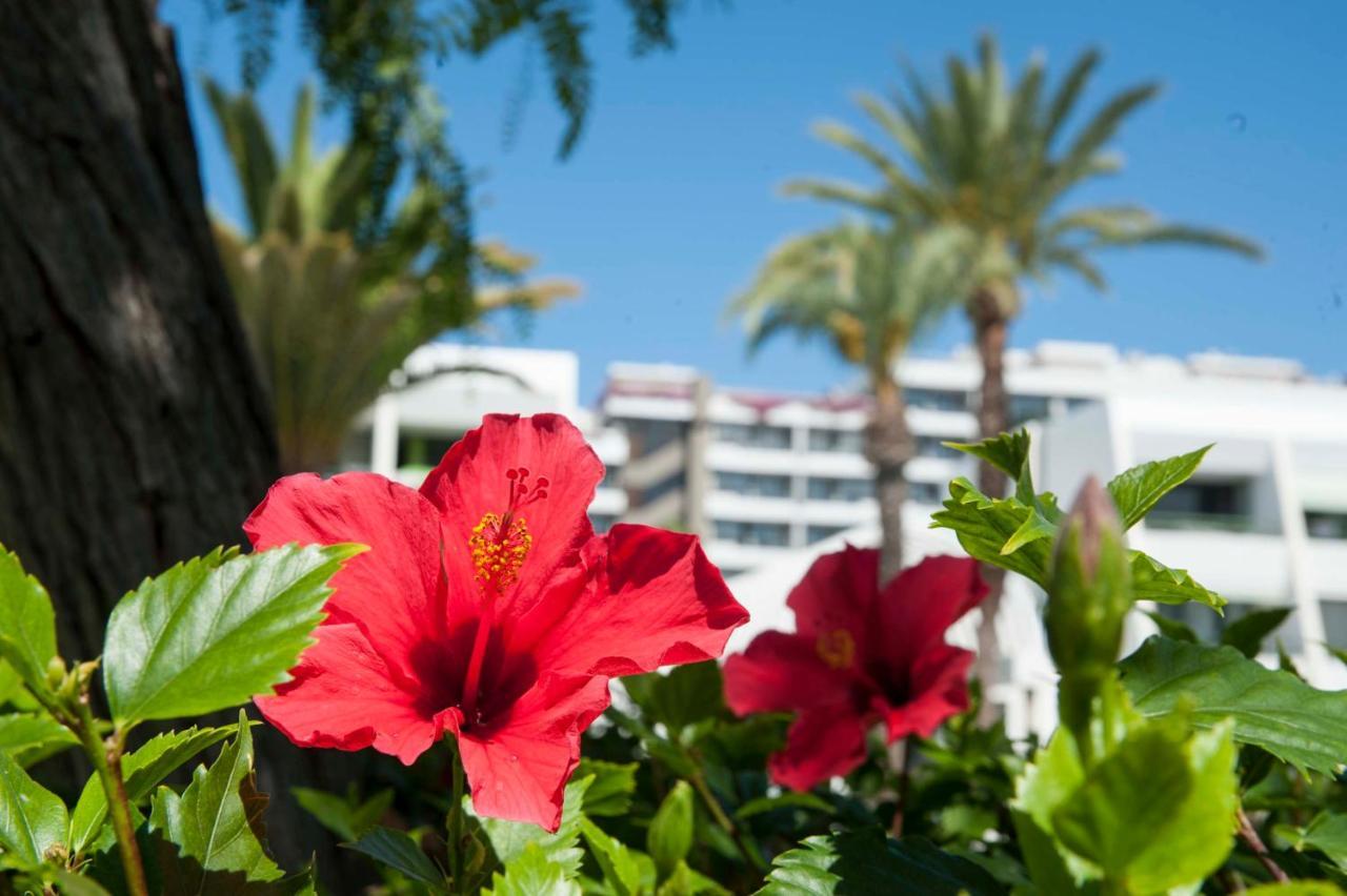 Appartement Optimist deluxe à Playa de las Américas Extérieur photo